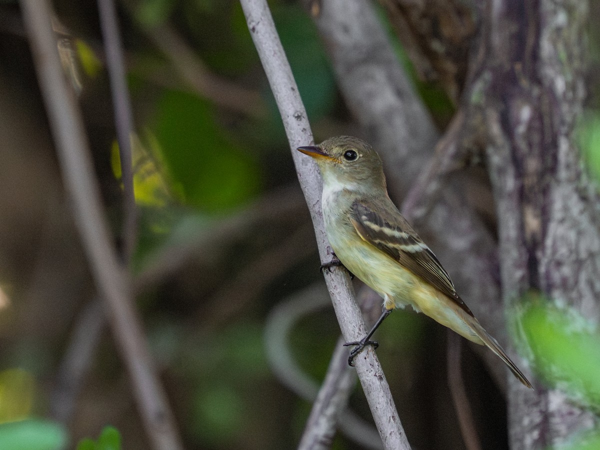 Alder Flycatcher - ML646581613