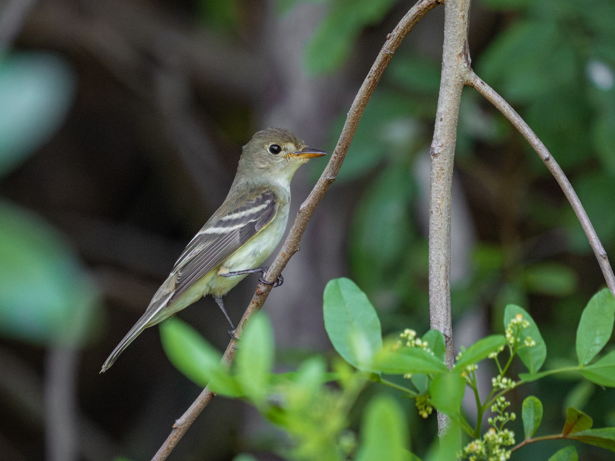 Alder Flycatcher - ML646581614