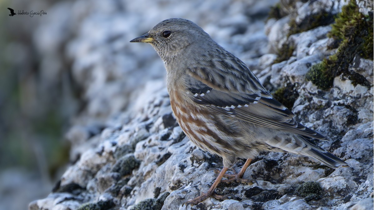 Alpine Accentor - ML646581616
