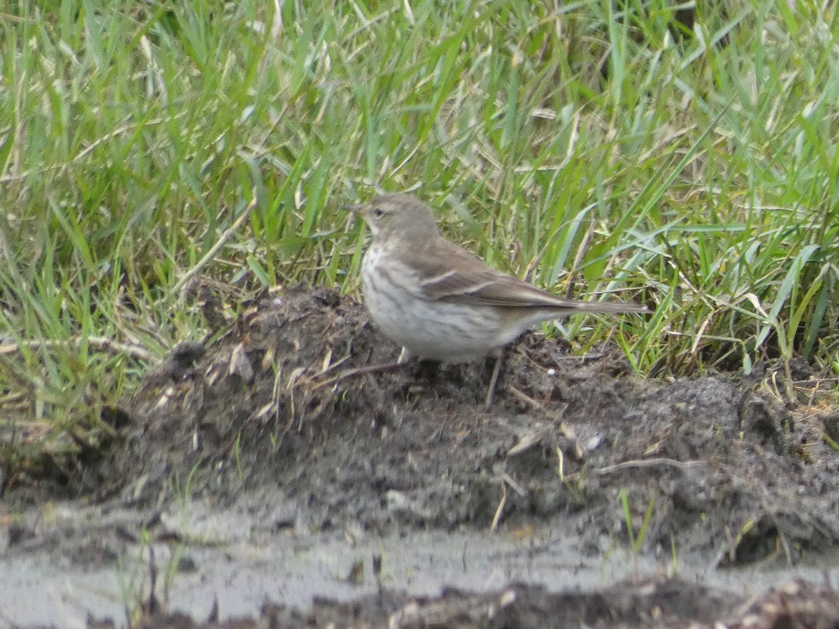 Харзны шийхнүүхэй - ML646581621