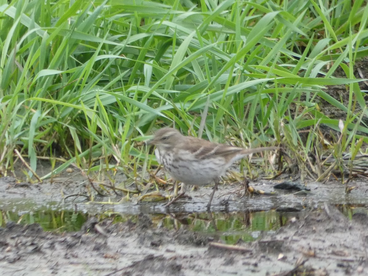 Харзны шийхнүүхэй - ML646581622