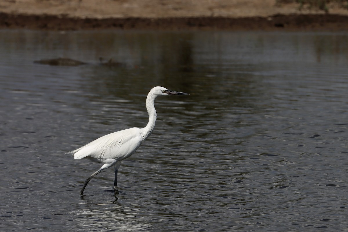 Reddish Egret - ML646581626