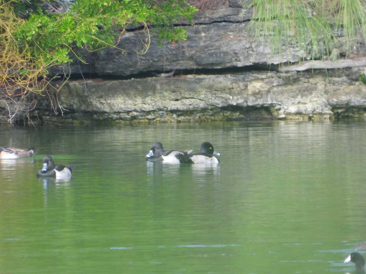 polák proužkozobý - ML646581634