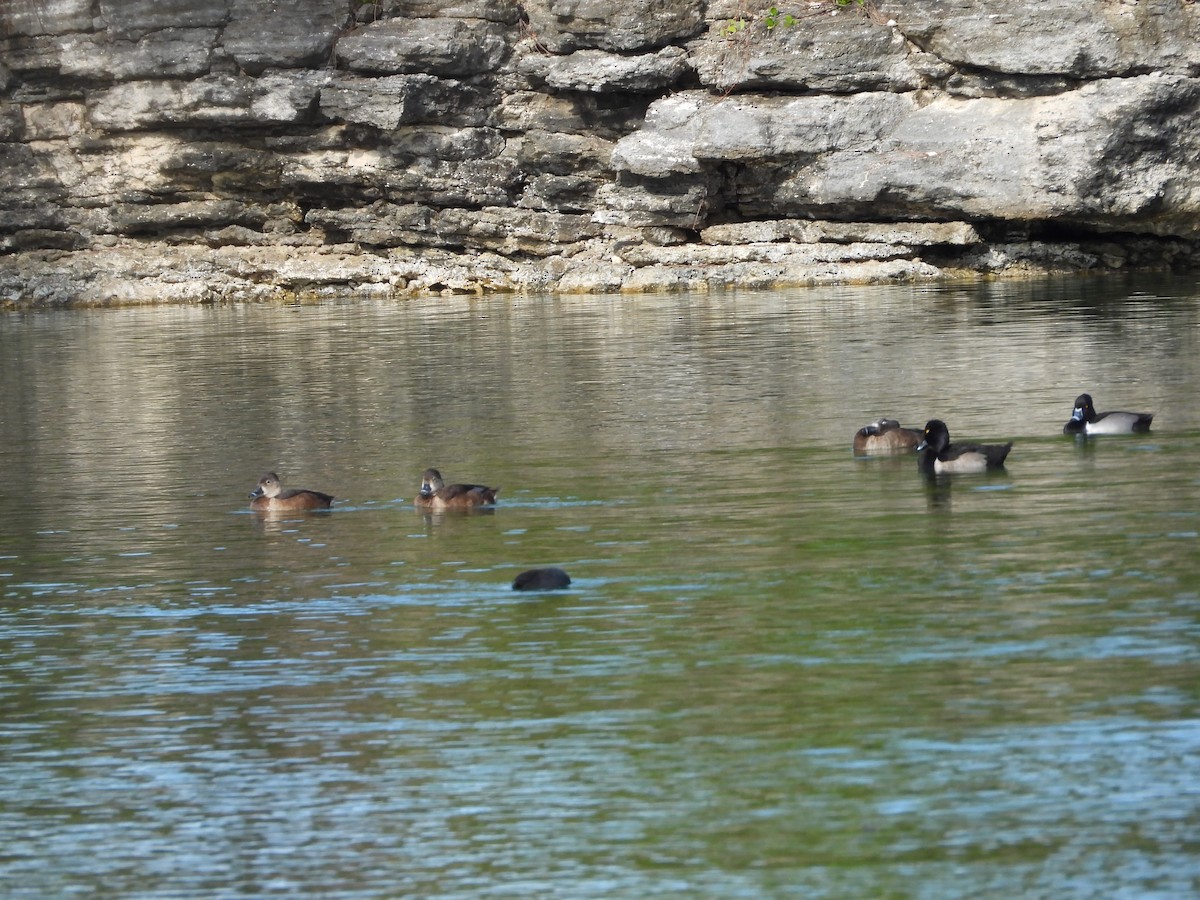 polák proužkozobý - ML646581635