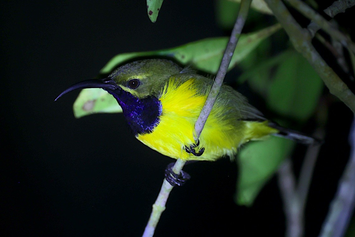 Sahul Sunbird - ML646581637