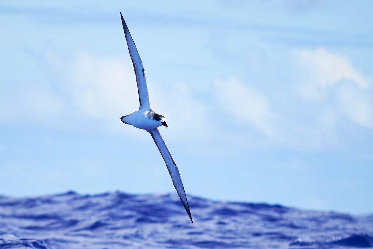 Robinsonsturmvogel - ML646581639