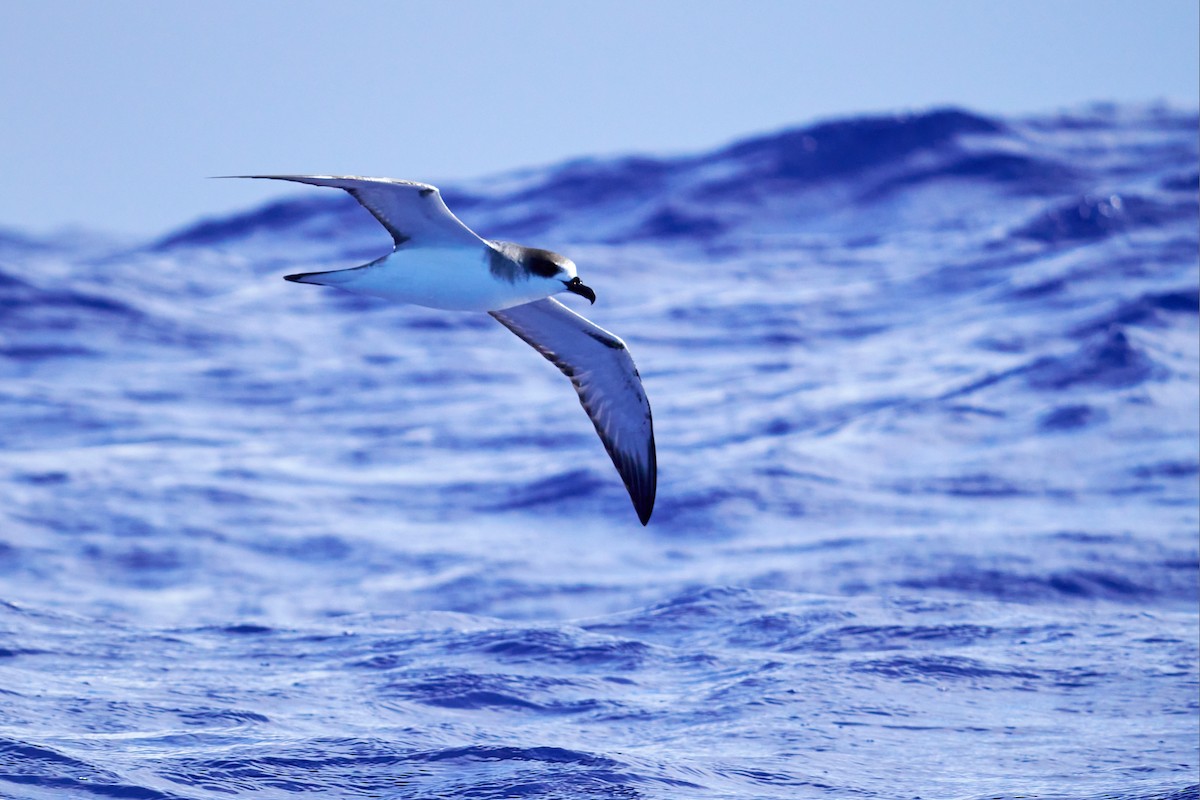 Robinsonsturmvogel - ML646581640