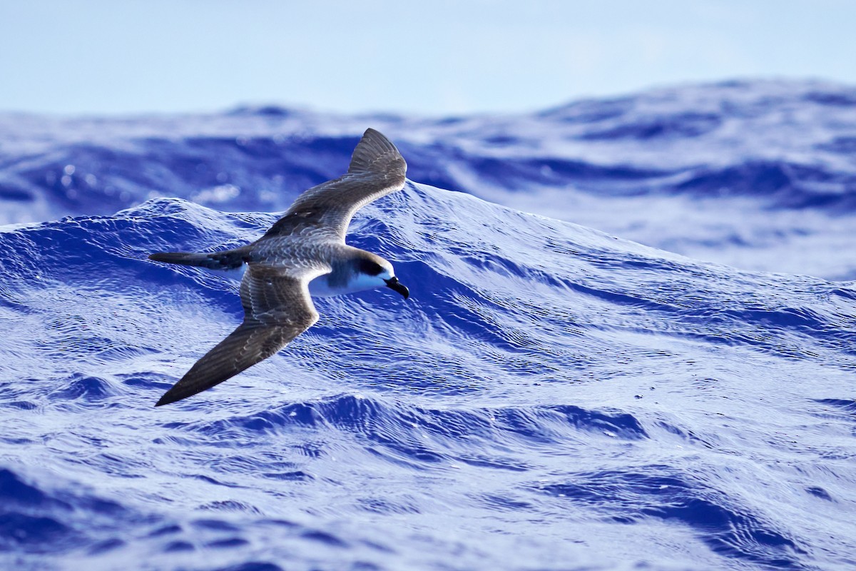 Robinsonsturmvogel - ML646581641