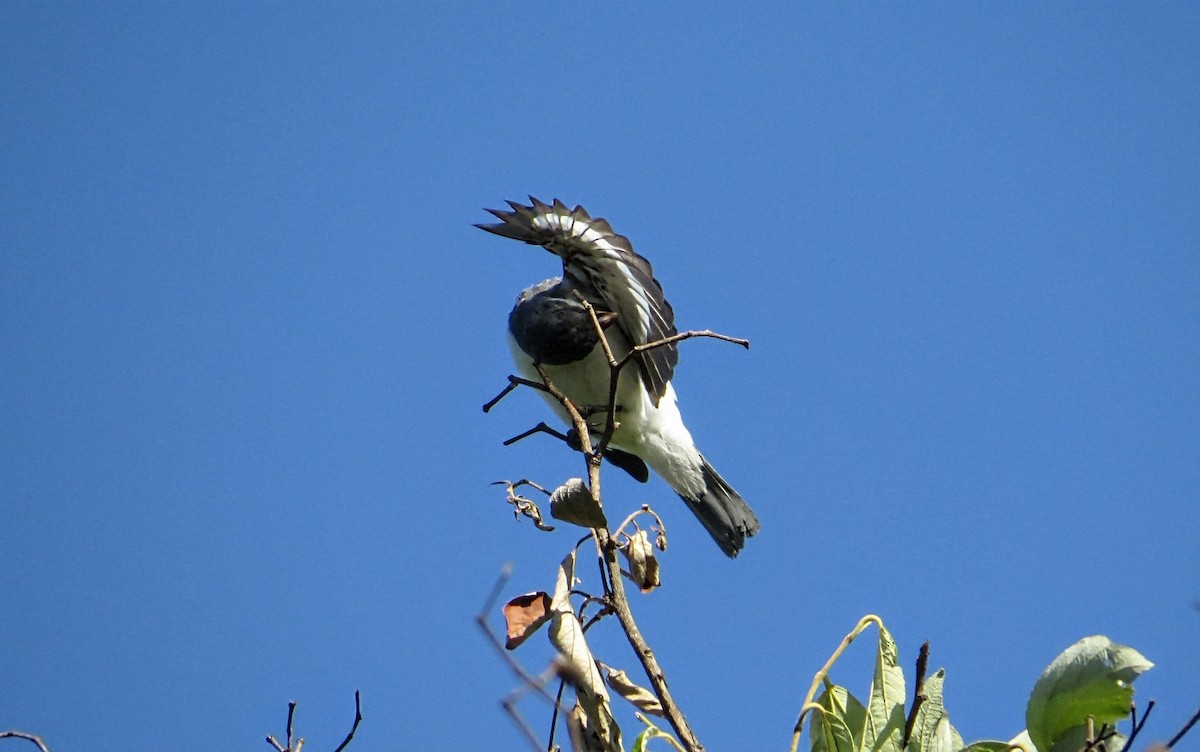 White-bellied Seedeater - ML646581644