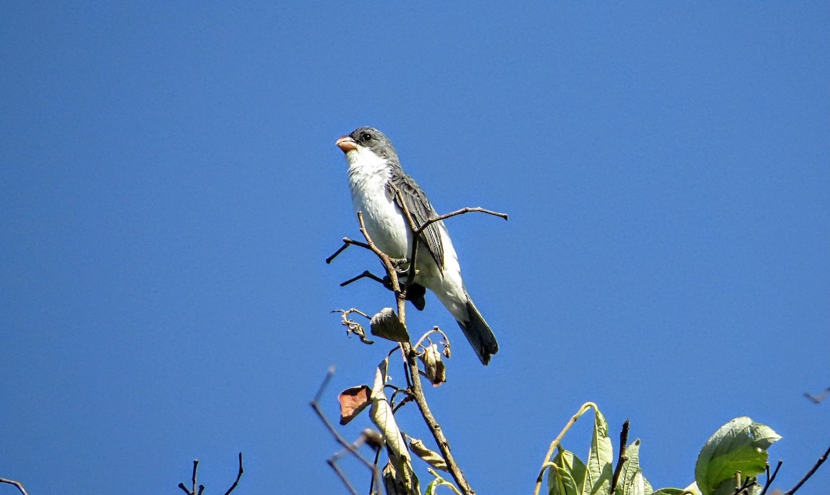 White-bellied Seedeater - ML646581645