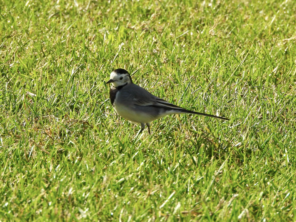 נחליאלי לבן - ML646581652