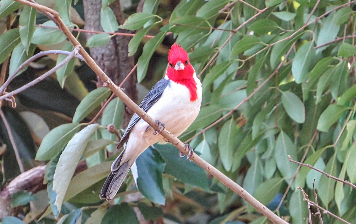 Red-crested Cardinal - ML646581653