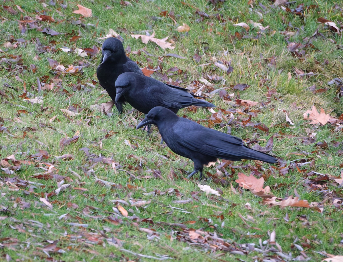 American Crow - ML646581654