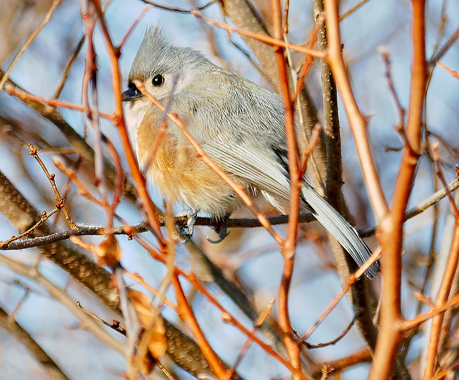 Tufted Titmouse - ML646581655