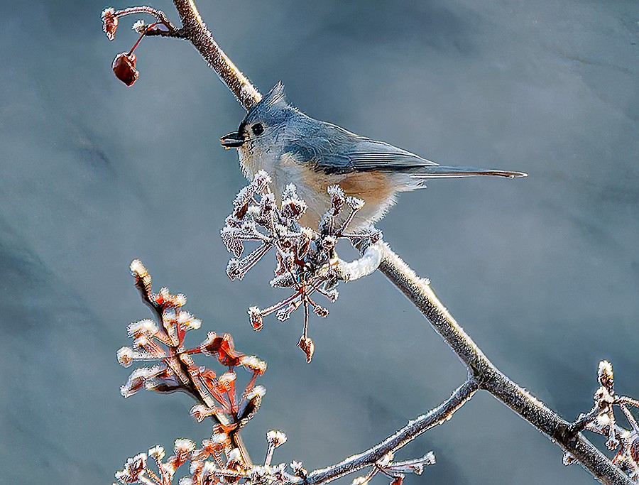 Tufted Titmouse - ML646581656