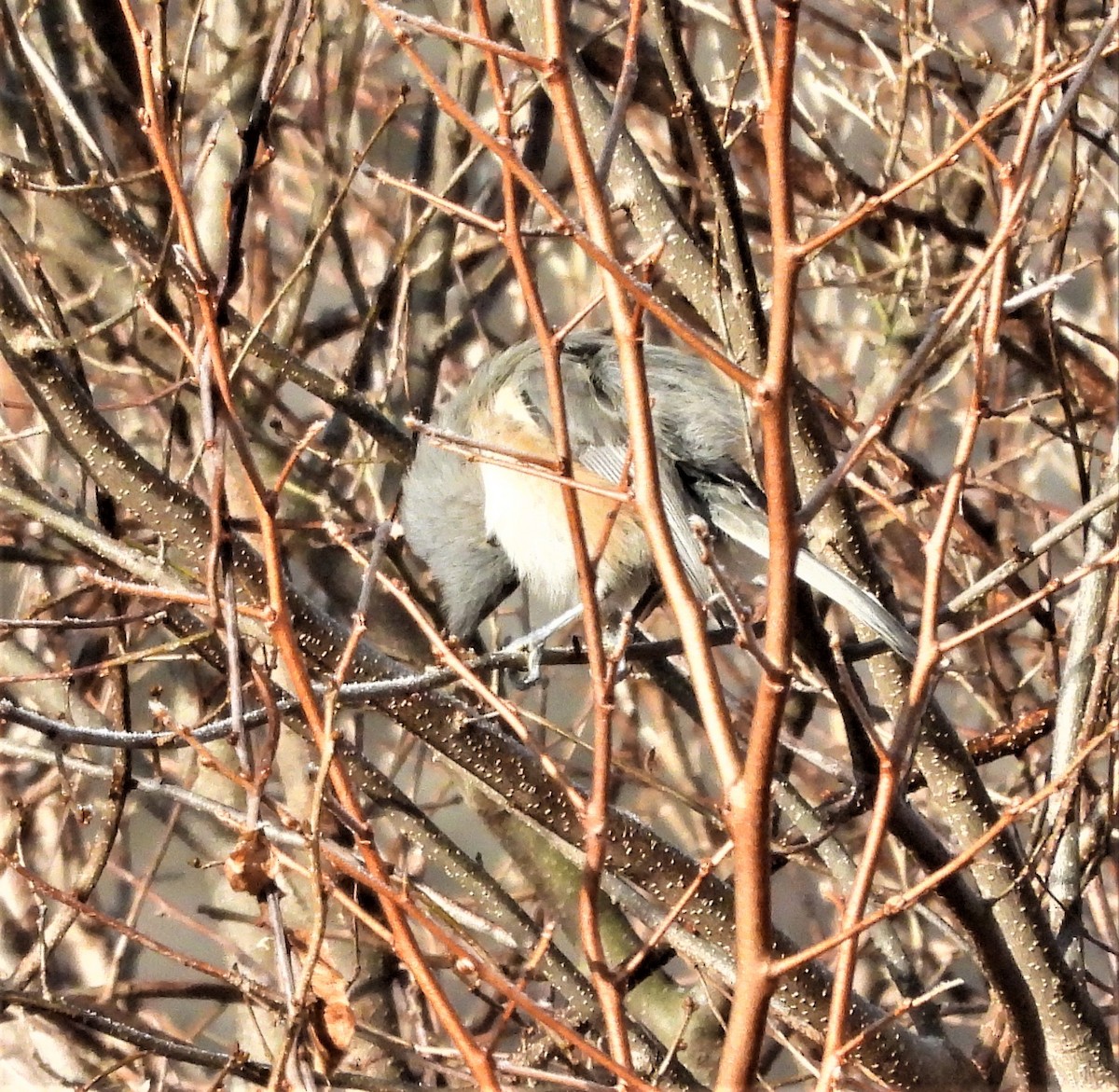 Tufted Titmouse - ML646581657