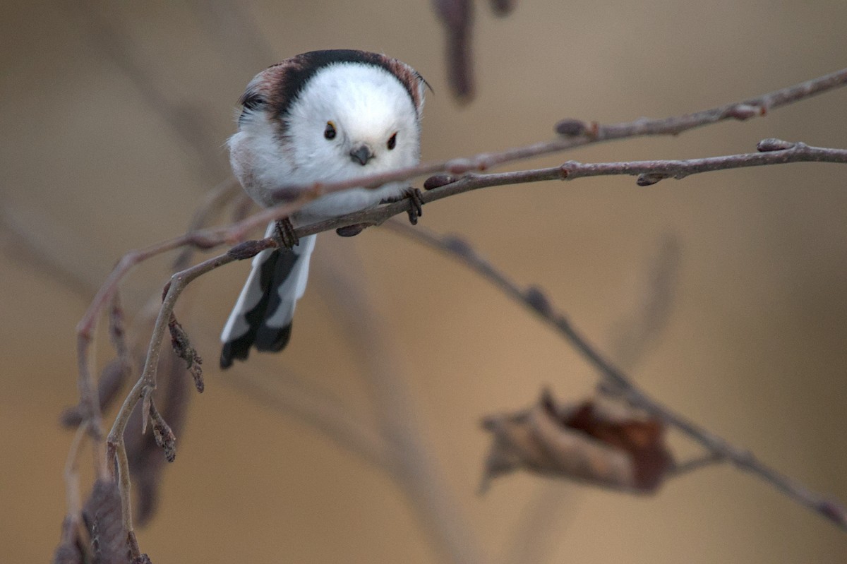 Long-tailed Tit - ML646581659
