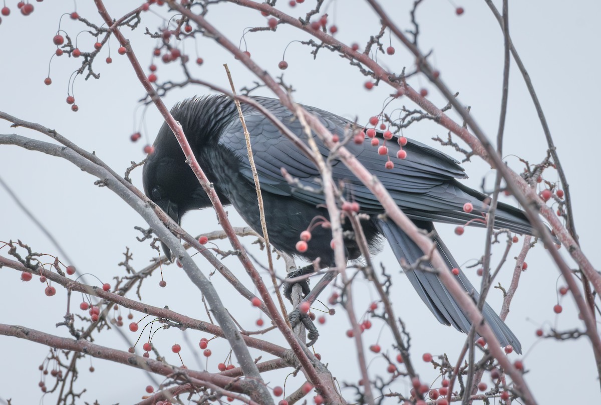 American Crow - ML646581661