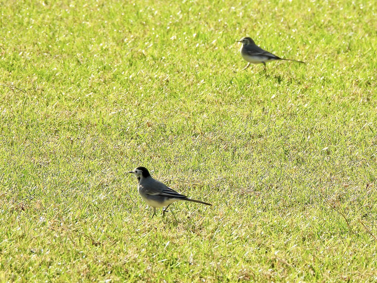 נחליאלי לבן - ML646581662