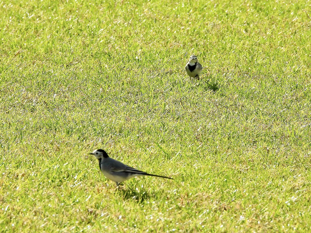 נחליאלי לבן - ML646581663