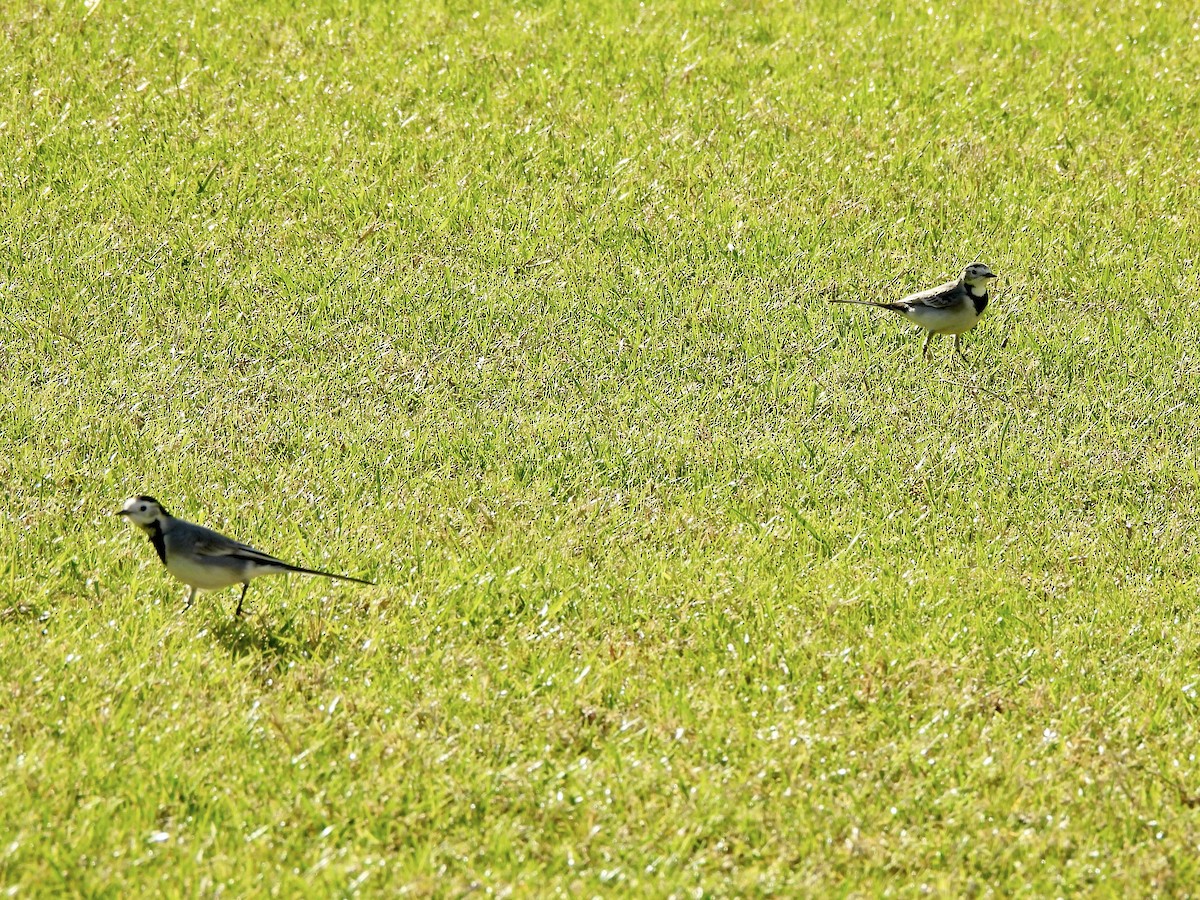 נחליאלי לבן - ML646581667