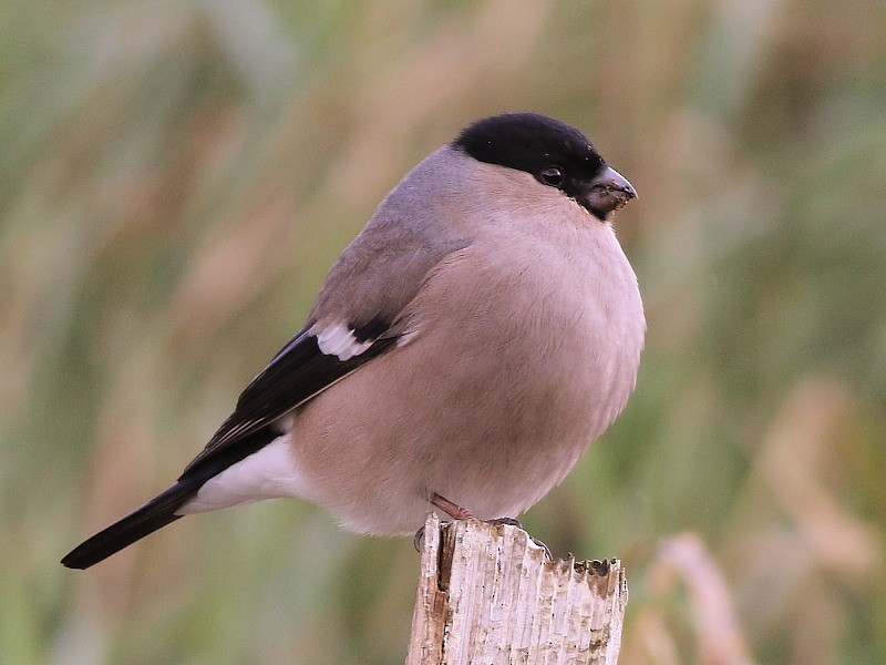 歐亞鷽(pyrrhula群) - ML646581669