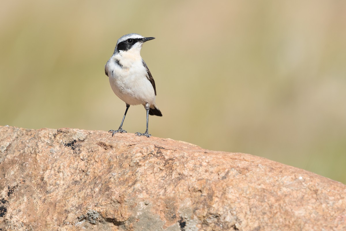 steinskvett (oenanthe/libanotica) - ML646581672