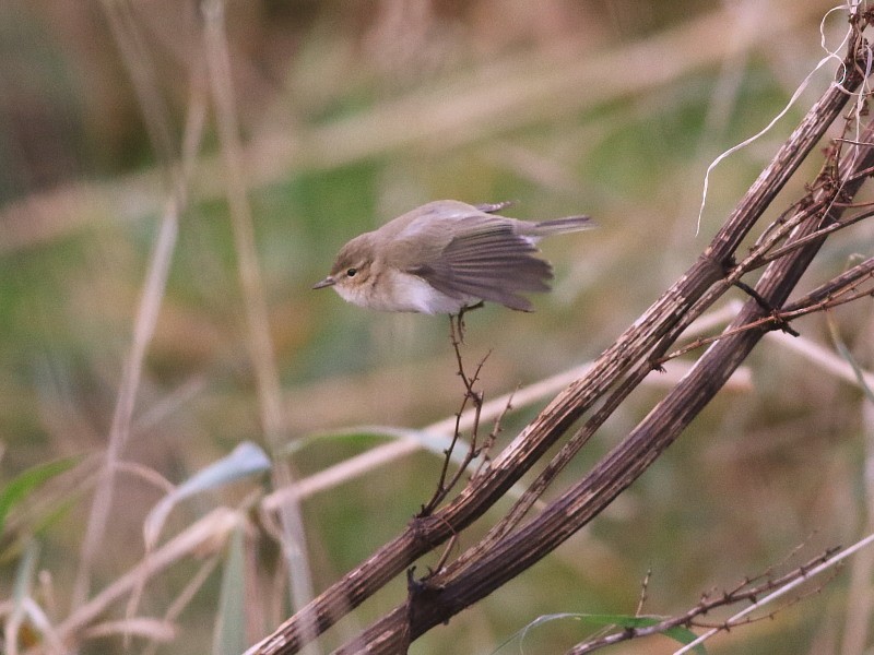 嘰喳柳鶯(tristis) - ML646581676