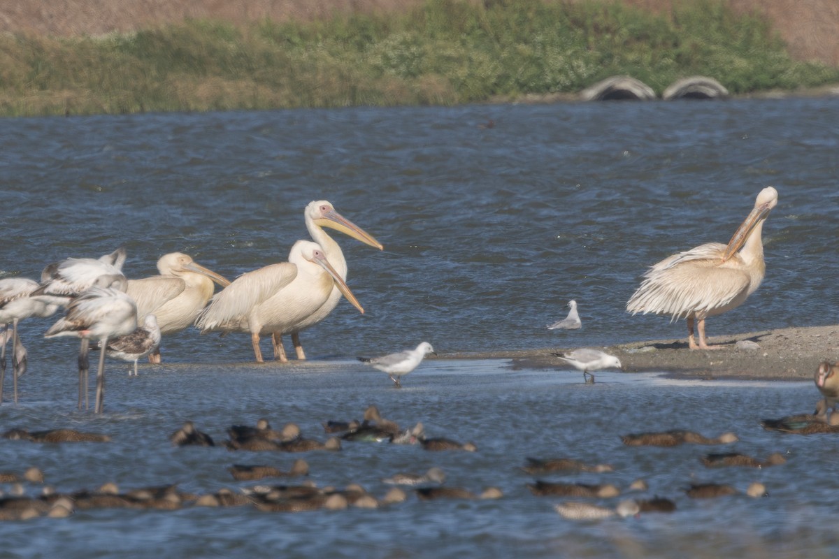 白鵜鶘 - ML646581678