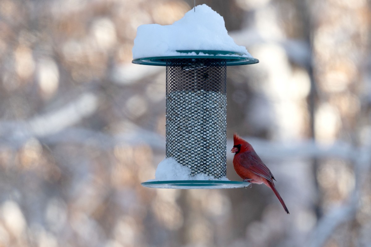 Cardenal Norteño - ML646581686