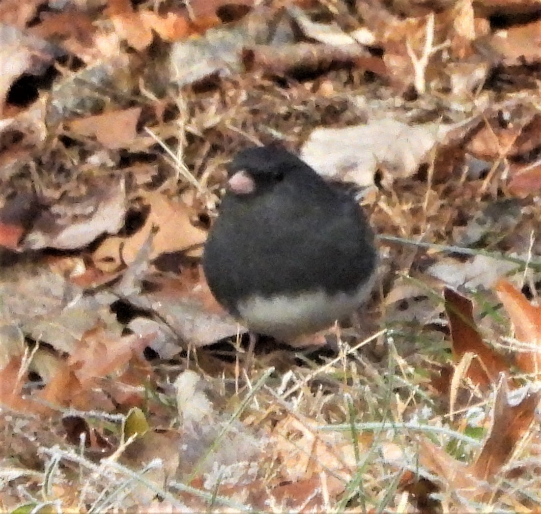 Dark-eyed Junco - ML646581687