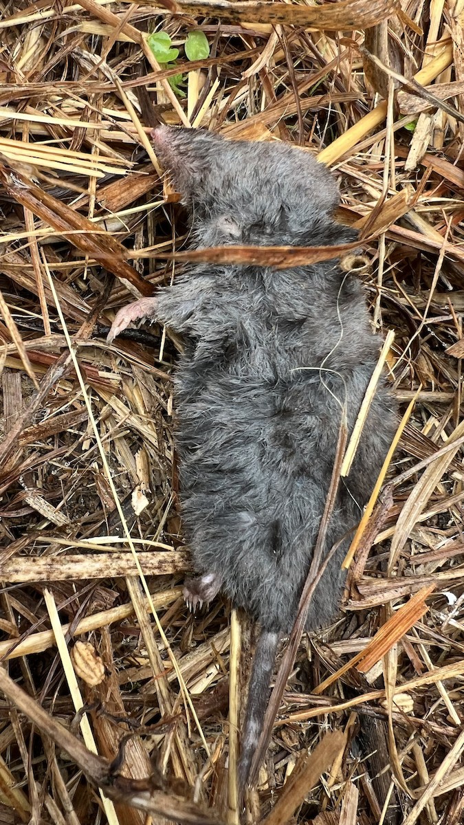 Northern Short-tailed Shrew - ML646581688