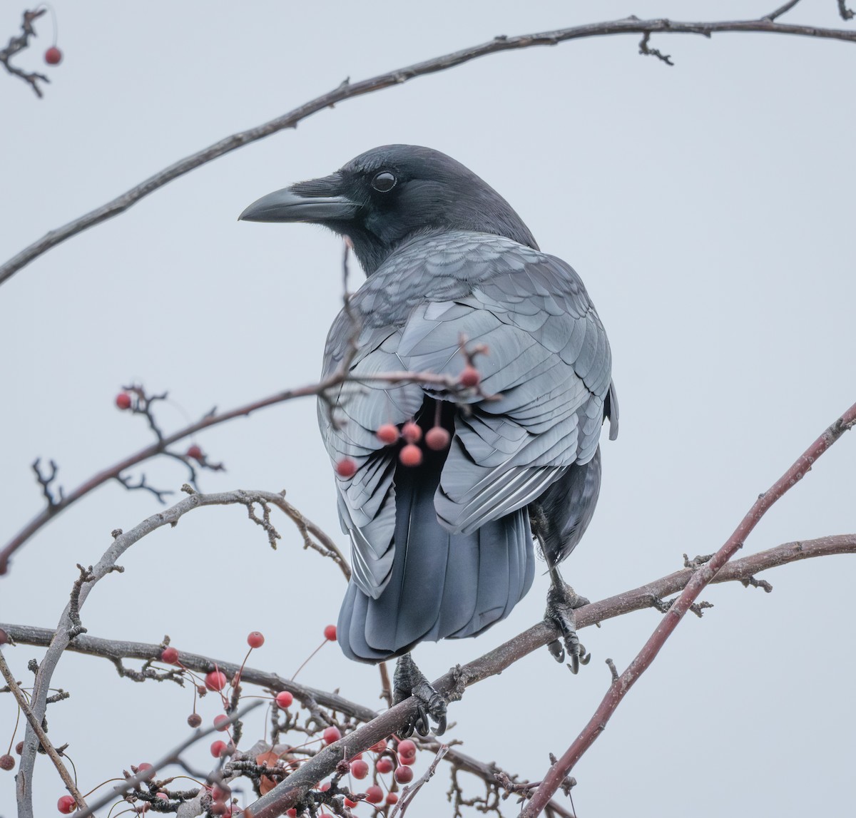 American Crow - ML646581695