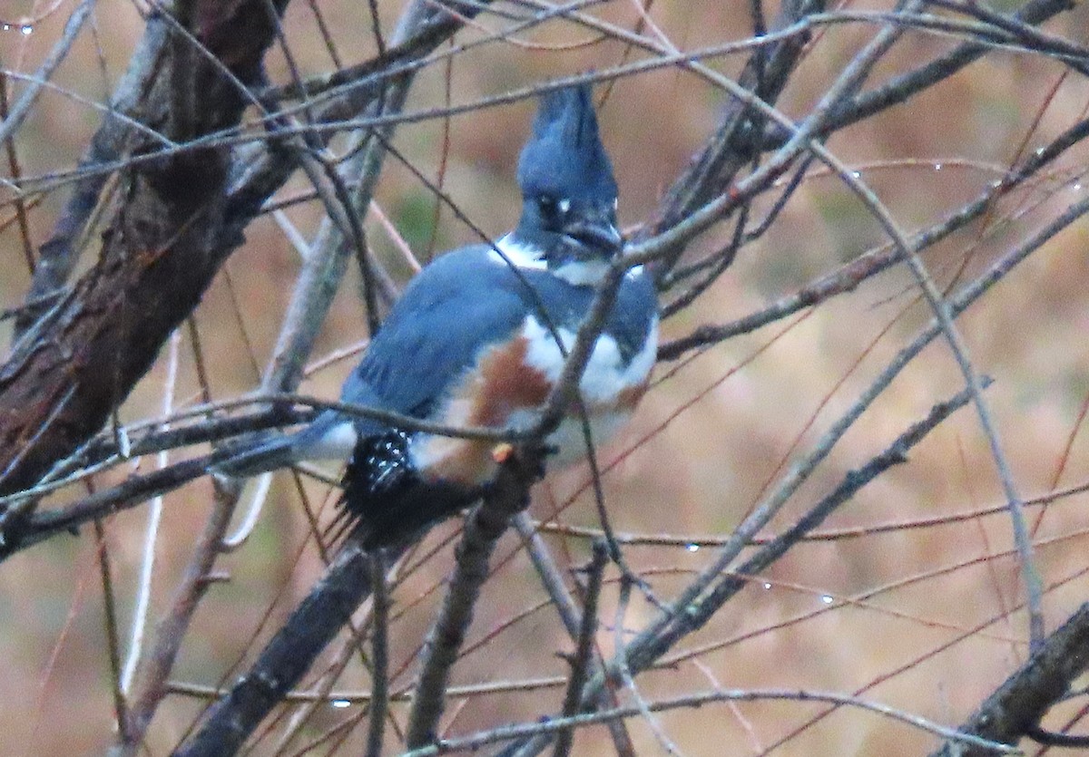 Belted Kingfisher - ML646581697