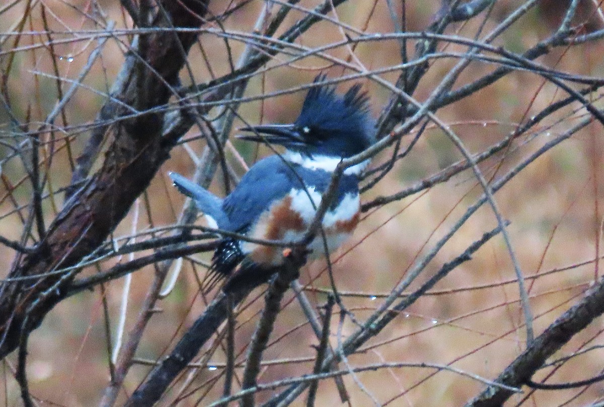 Belted Kingfisher - ML646581699