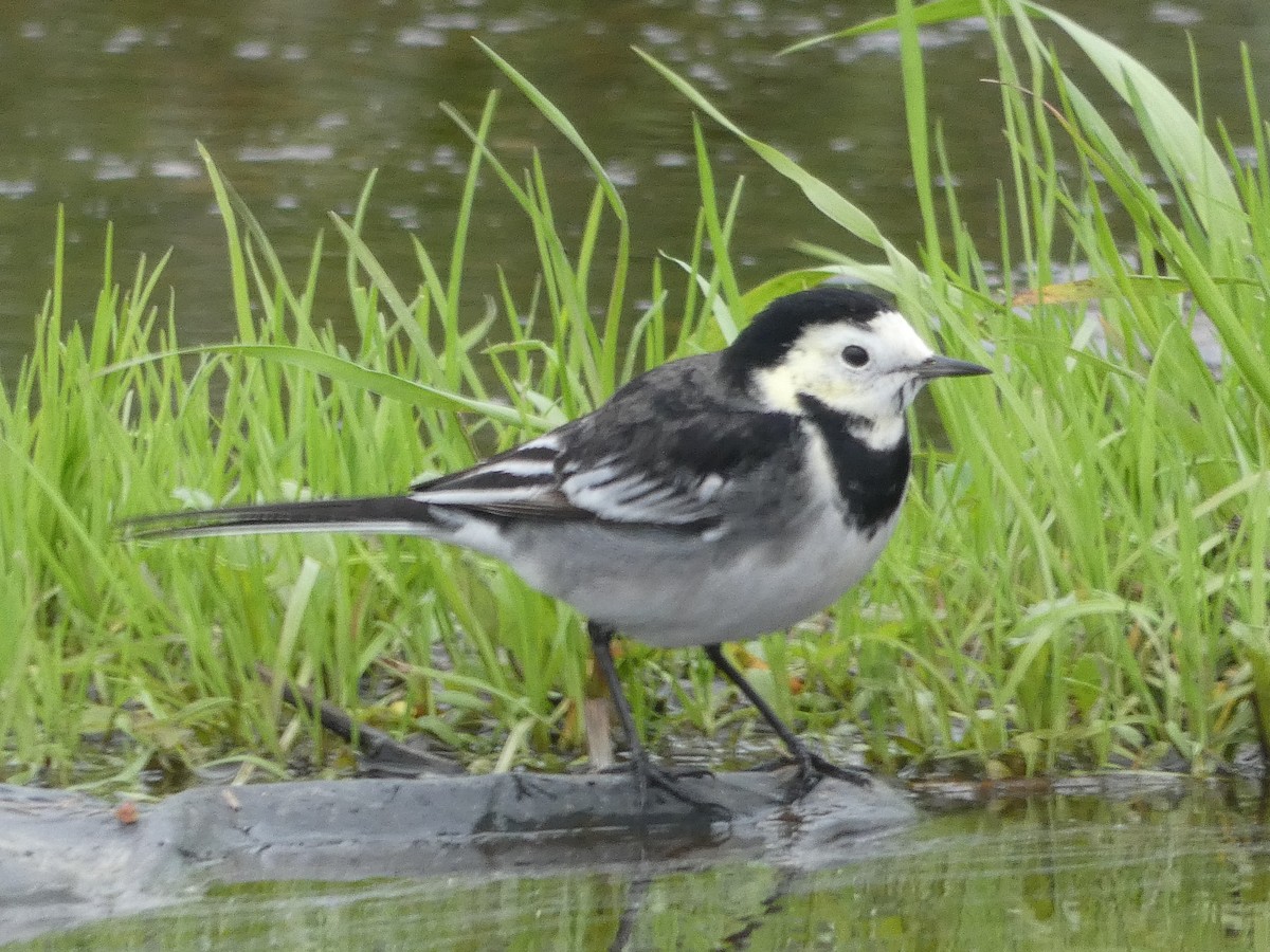 White Wagtail (British) - ML646581700