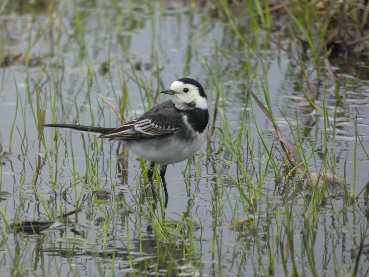 White Wagtail (British) - ML646581701