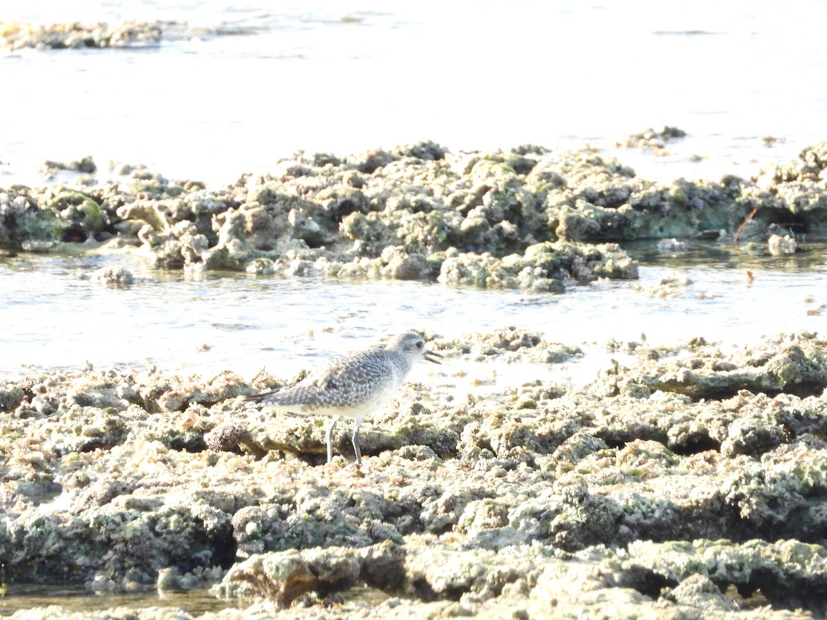 kulík bledý - ML646581702