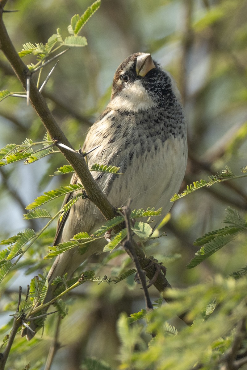 Weidensperling - ML646581708