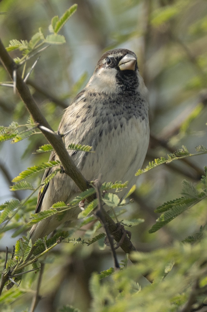 Weidensperling - ML646581709