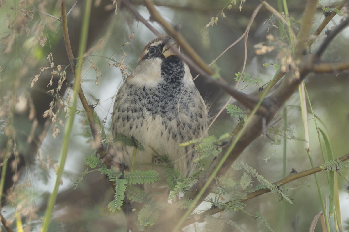 Weidensperling - ML646581710