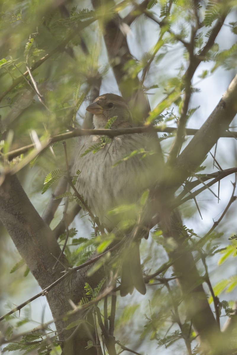 Weidensperling - ML646581711