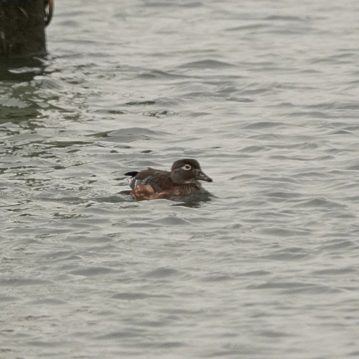 Wood Duck - ML646581713