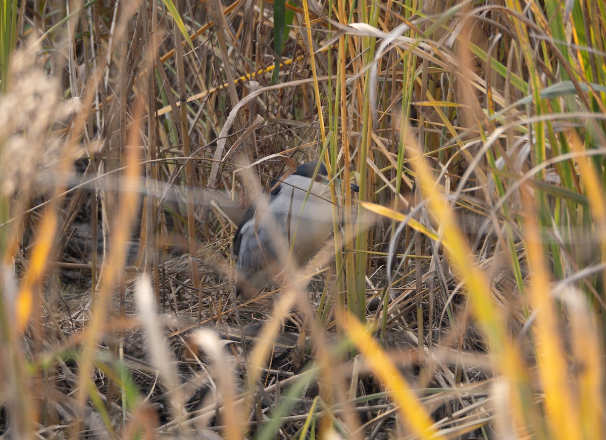 Black-crowned Night Heron - ML646581714