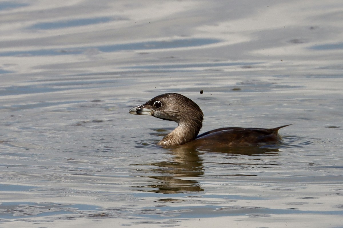 Pied-billed Grebe - ML646581715