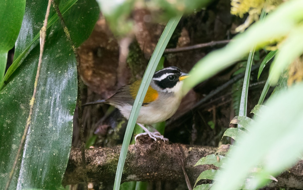 Yellow-mandibled Sparrow - ML646581722