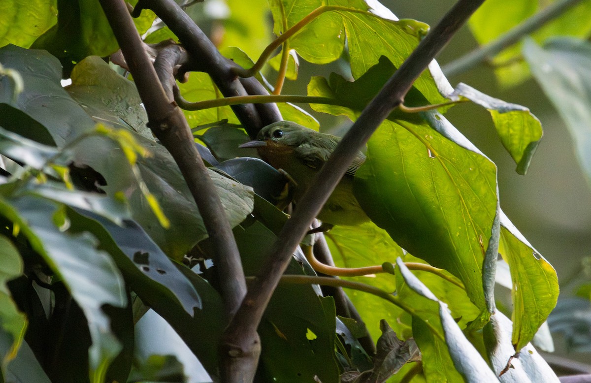 Ruby-cheeked Sunbird - ML646581726