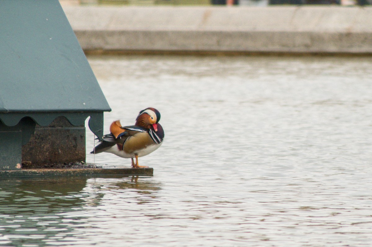 Mandarin Ördeği - ML646581737