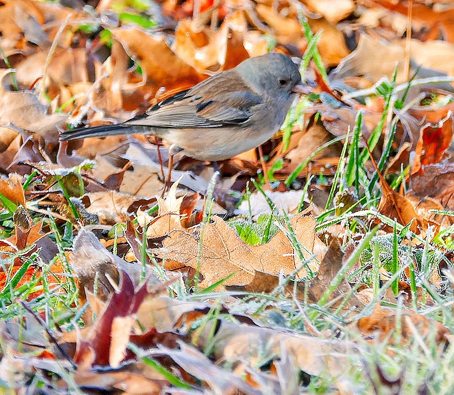 Dark-eyed Junco (Slate-colored) - ML646581738