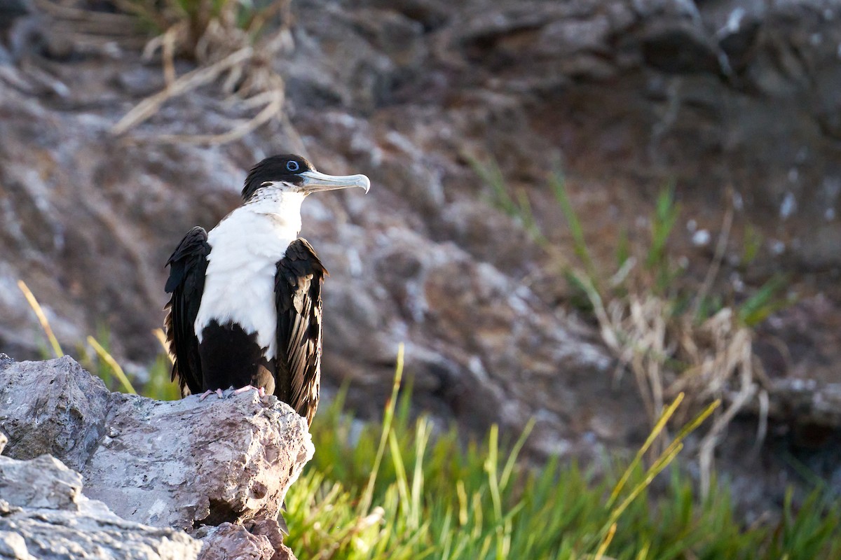 Great Frigatebird - ML646581742